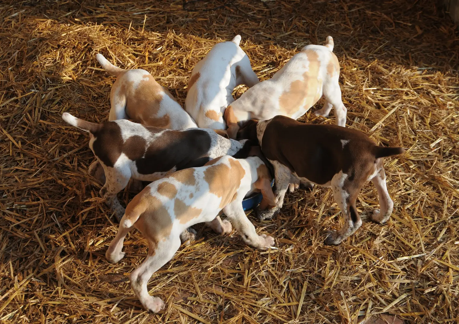 Buying a Bracco Italiano puppy means taking responsibility! Buy Bracco Italiano puppies.