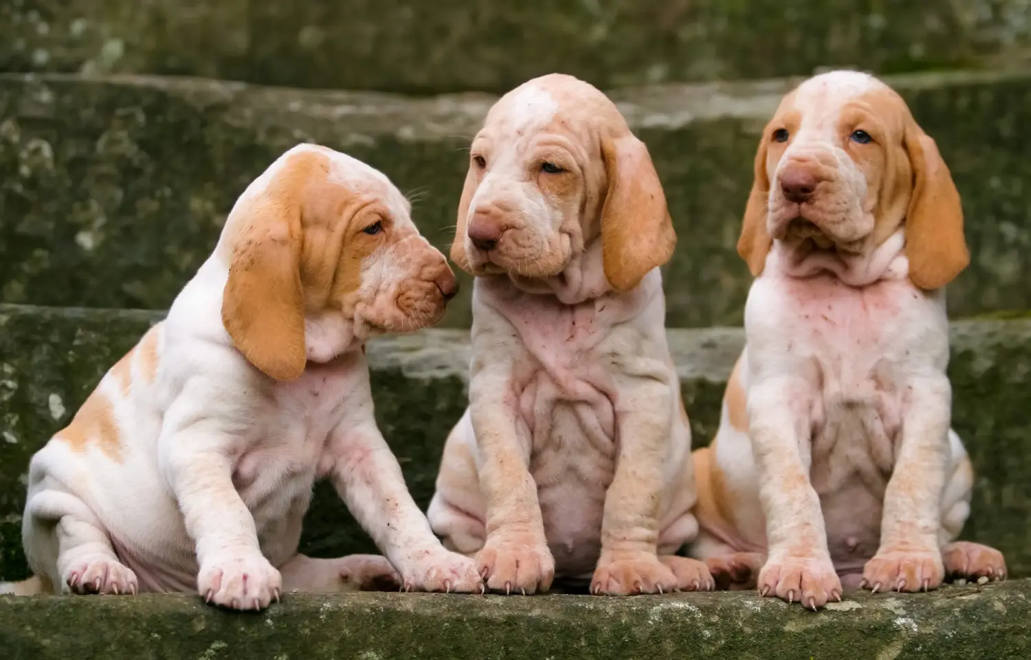 Buying a Bracco Italiano puppy means taking responsibility! Buy Bracco Italiano puppies.