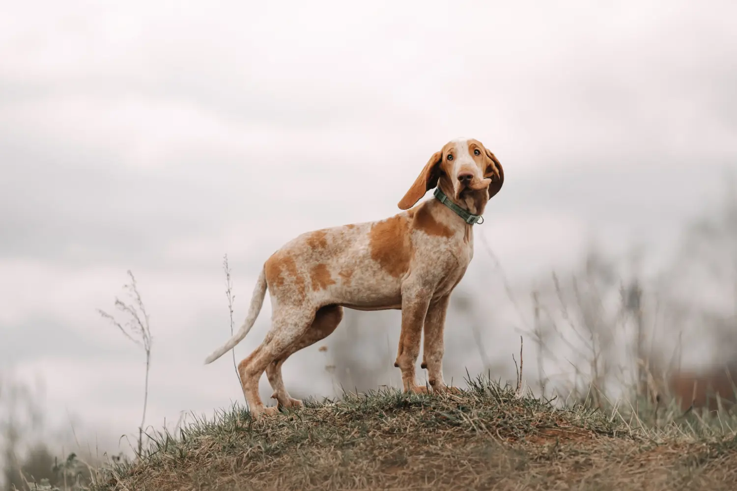 Buying a Bracco Italiano puppy means taking responsibility! Buy Bracco Italiano puppies.