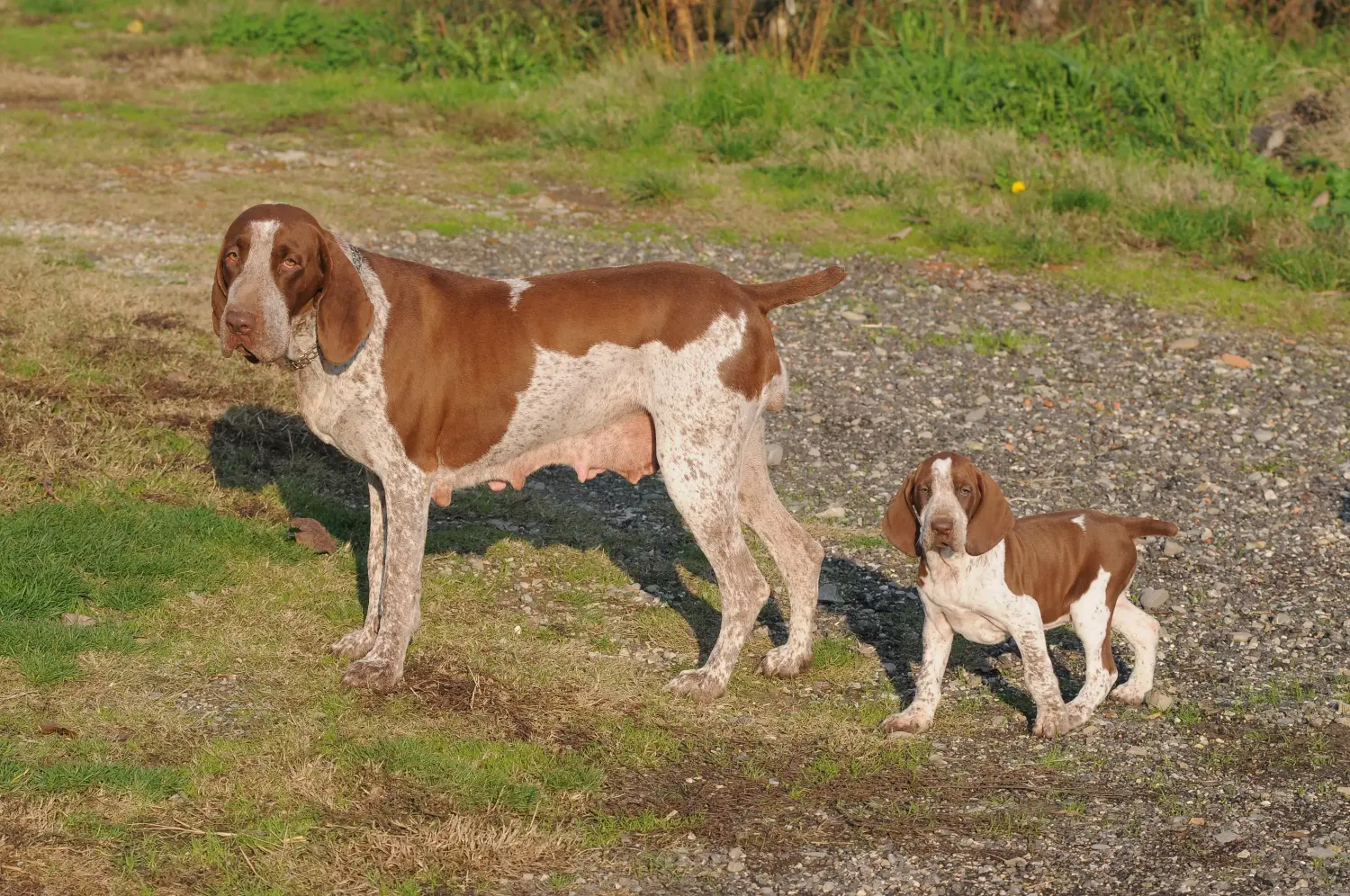 Buying a Bracco Italiano puppy means taking responsibility! Buy Bracco Italiano puppies.