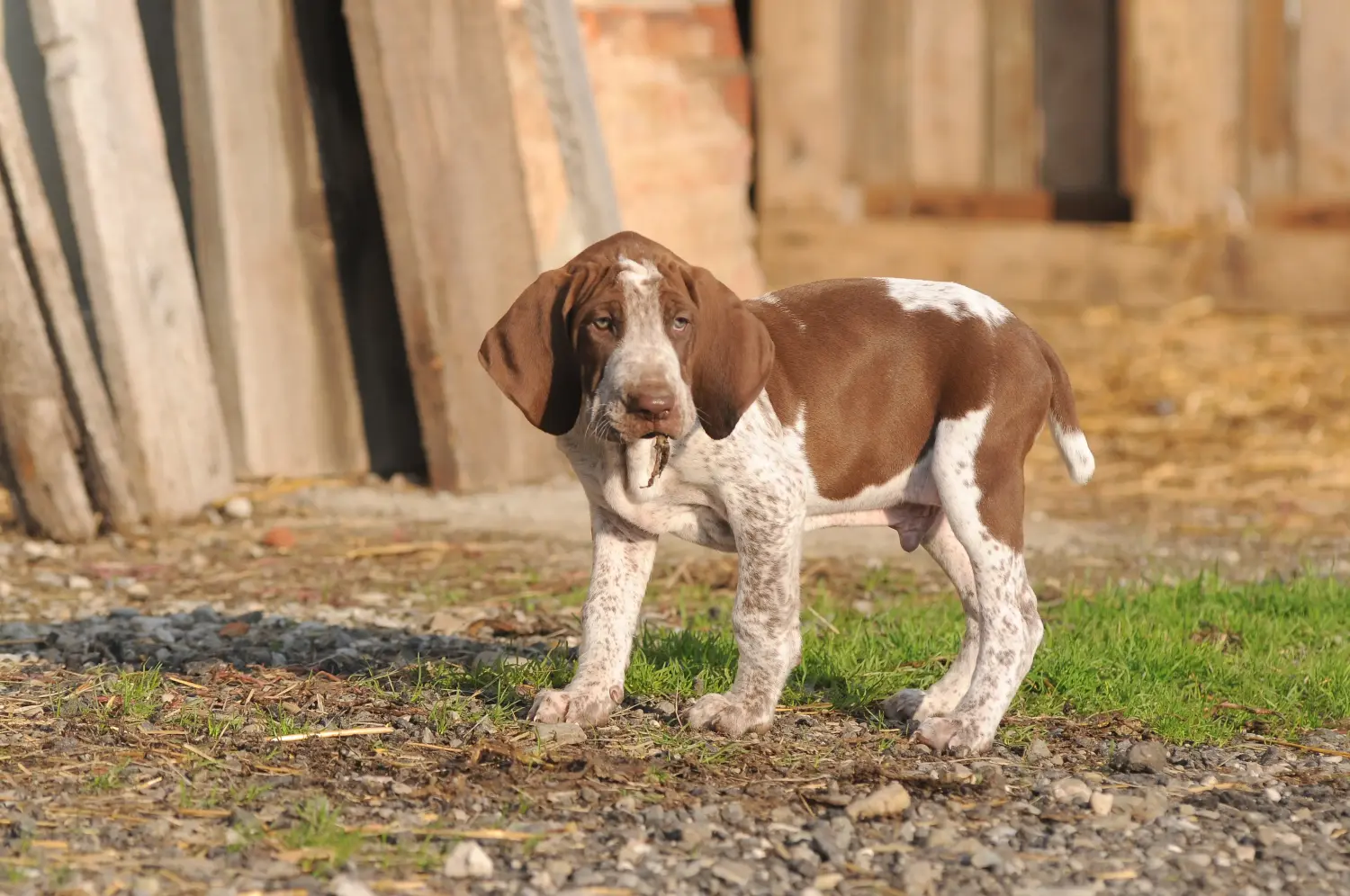 Buying a Bracco Italiano puppy means taking responsibility! Buy Bracco Italiano puppies.