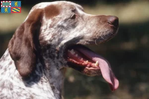 Read more about the article Braque du Bourbonnais breeders and puppies in Bourgogne-Franche-Comté