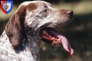 Read more about the article Braque du Bourbonnais breeders and puppies in Pays de la Loire