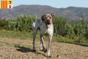 Read more about the article Braque du Bourbonnais breeders and puppies in Provence-Alpes-Côte d’Azur