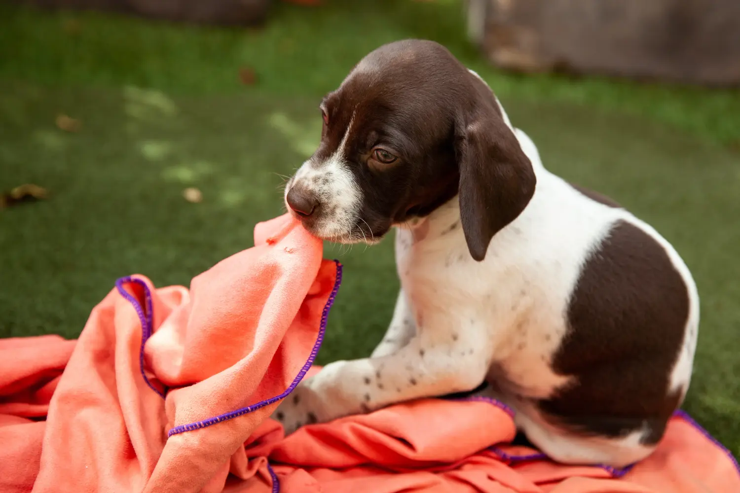 Buying a Braque français type Pyrénées puppy means taking responsibility! Buy Braque français type Pyrénées puppies.