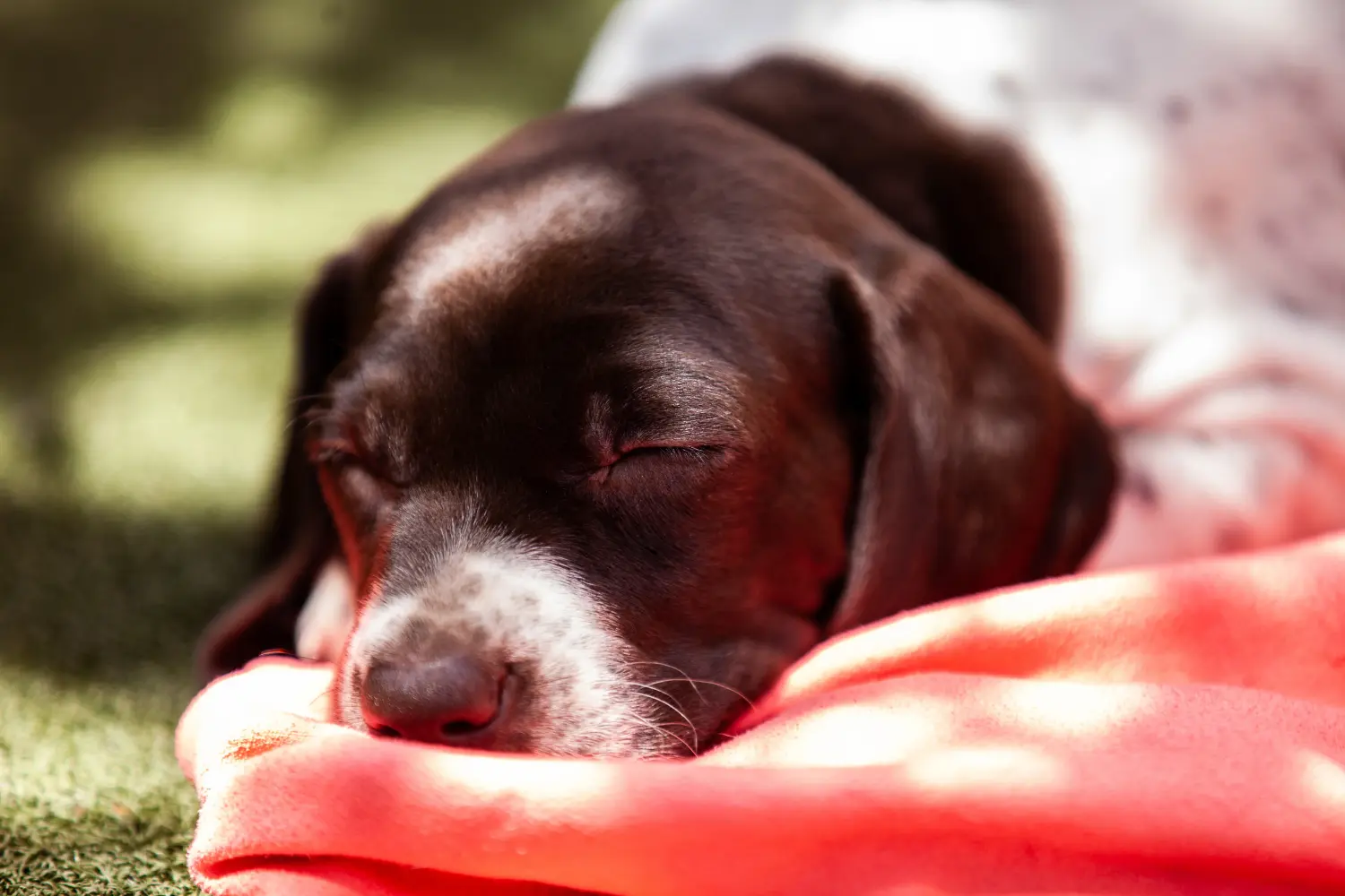 Buying a Braque français type Pyrénées puppy means taking responsibility! Buy Braque français type Pyrénées puppies.