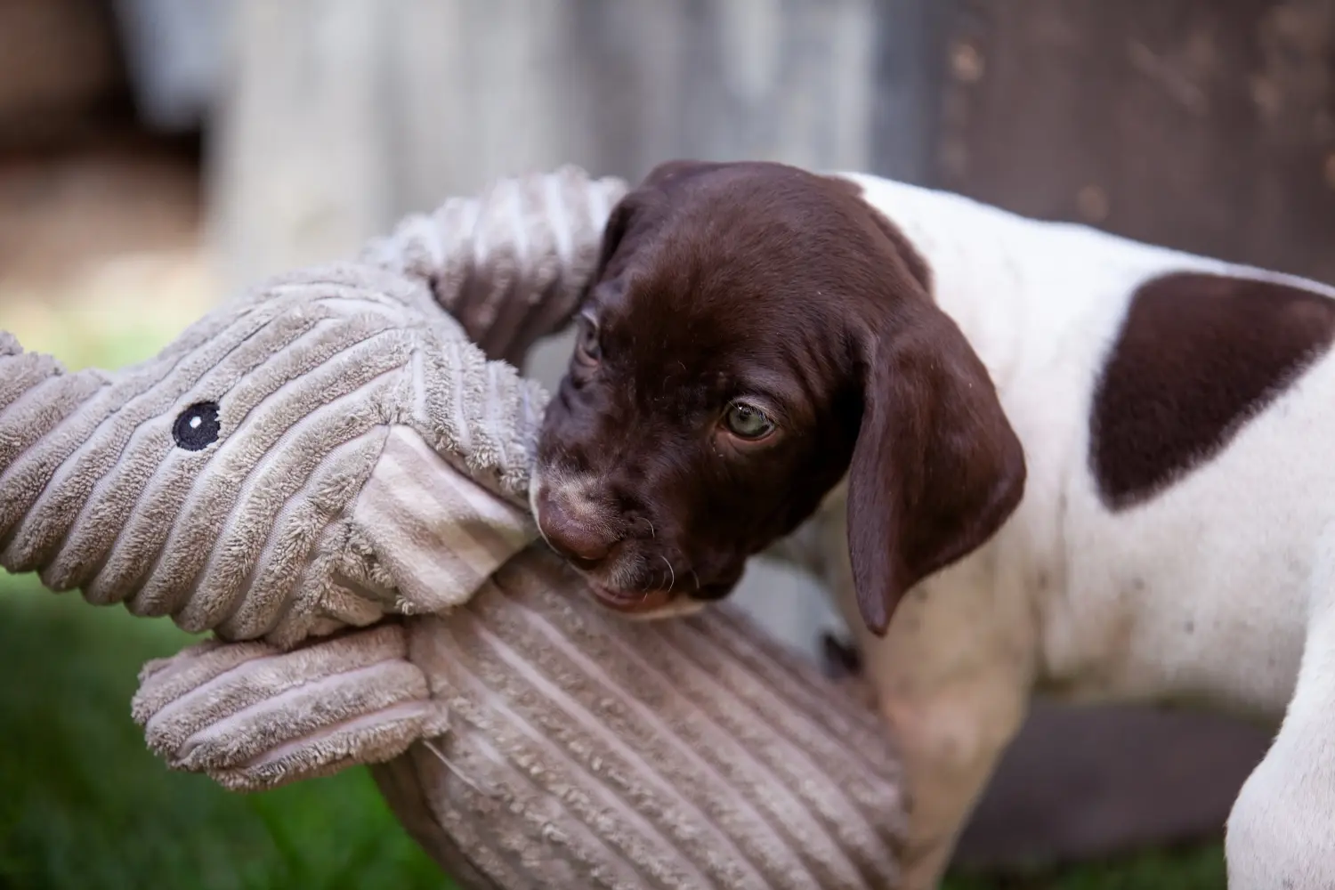 Buying a Braque français type Pyrénées puppy means taking responsibility! Buy Braque français type Pyrénées puppies.