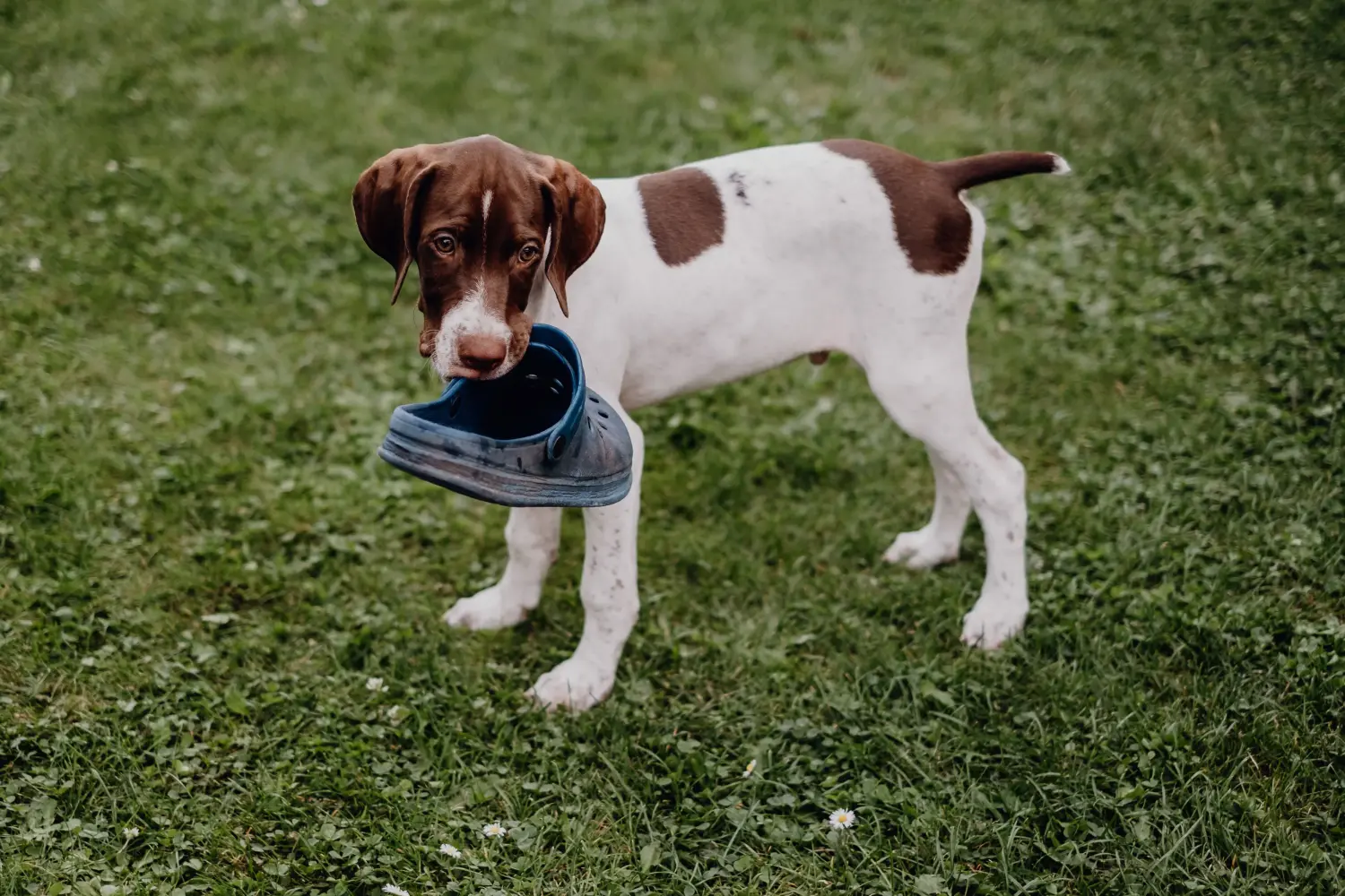 Buying a Braque français type Pyrénées puppy means taking responsibility! Buy Braque français type Pyrénées puppies.