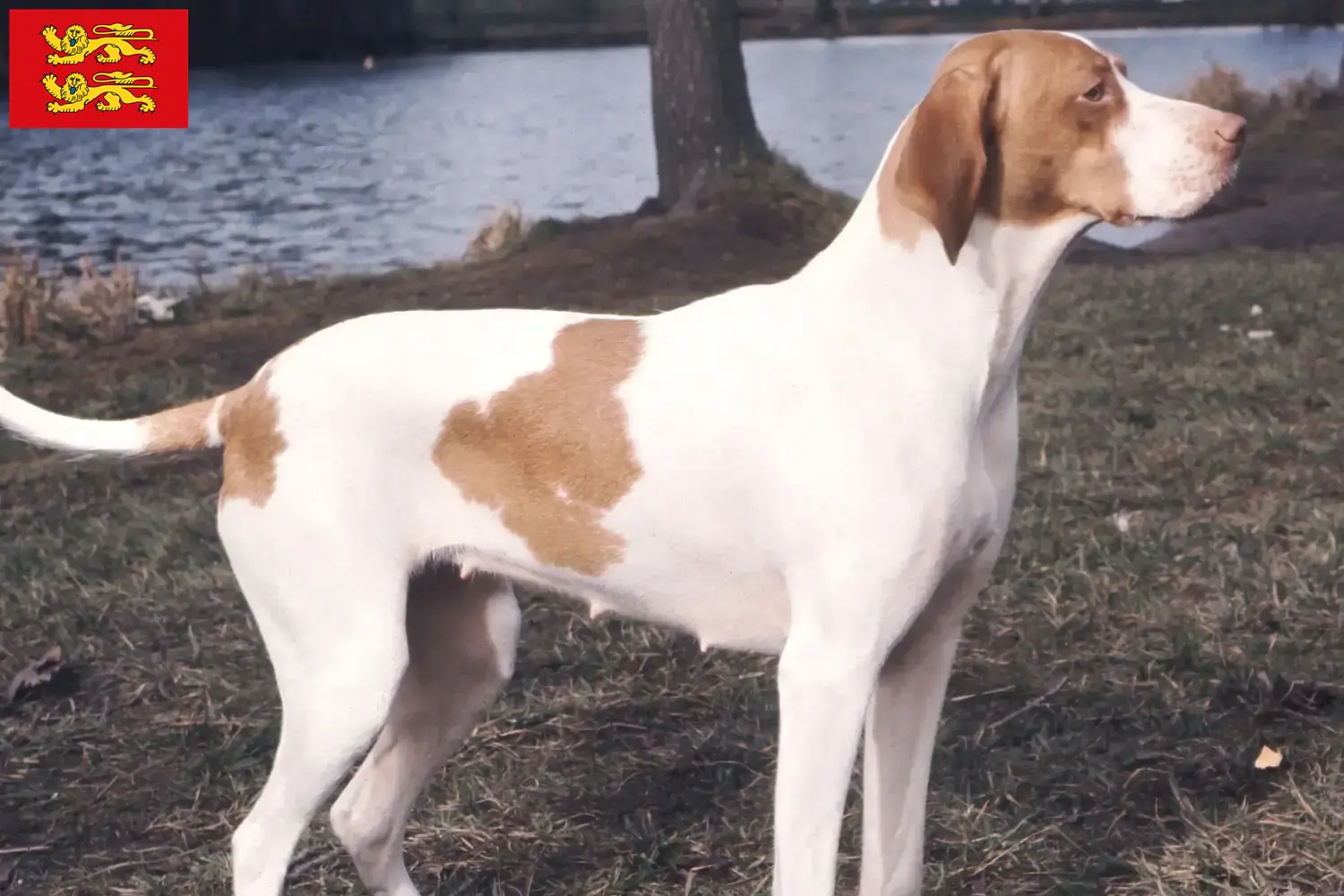 Braque Saint-Germain puppies and breeders Normandy Here you can find Braque Saint-Germain breeders in Normandy.