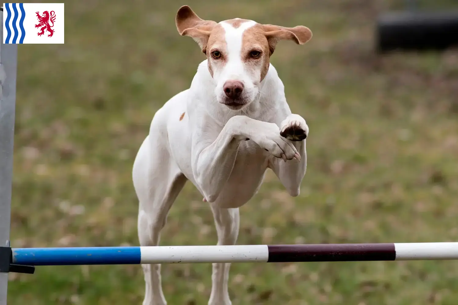 Braque Saint-Germain puppies and breeder Nouvelle-Aquitaine Here you can find Braque Saint-Germain breeders in Nouvelle-Aquitaine.