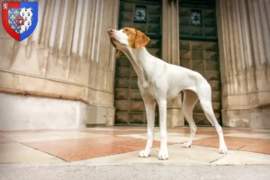 Read more about the article Braque Saint-Germain breeders and puppies in Pays de la Loire