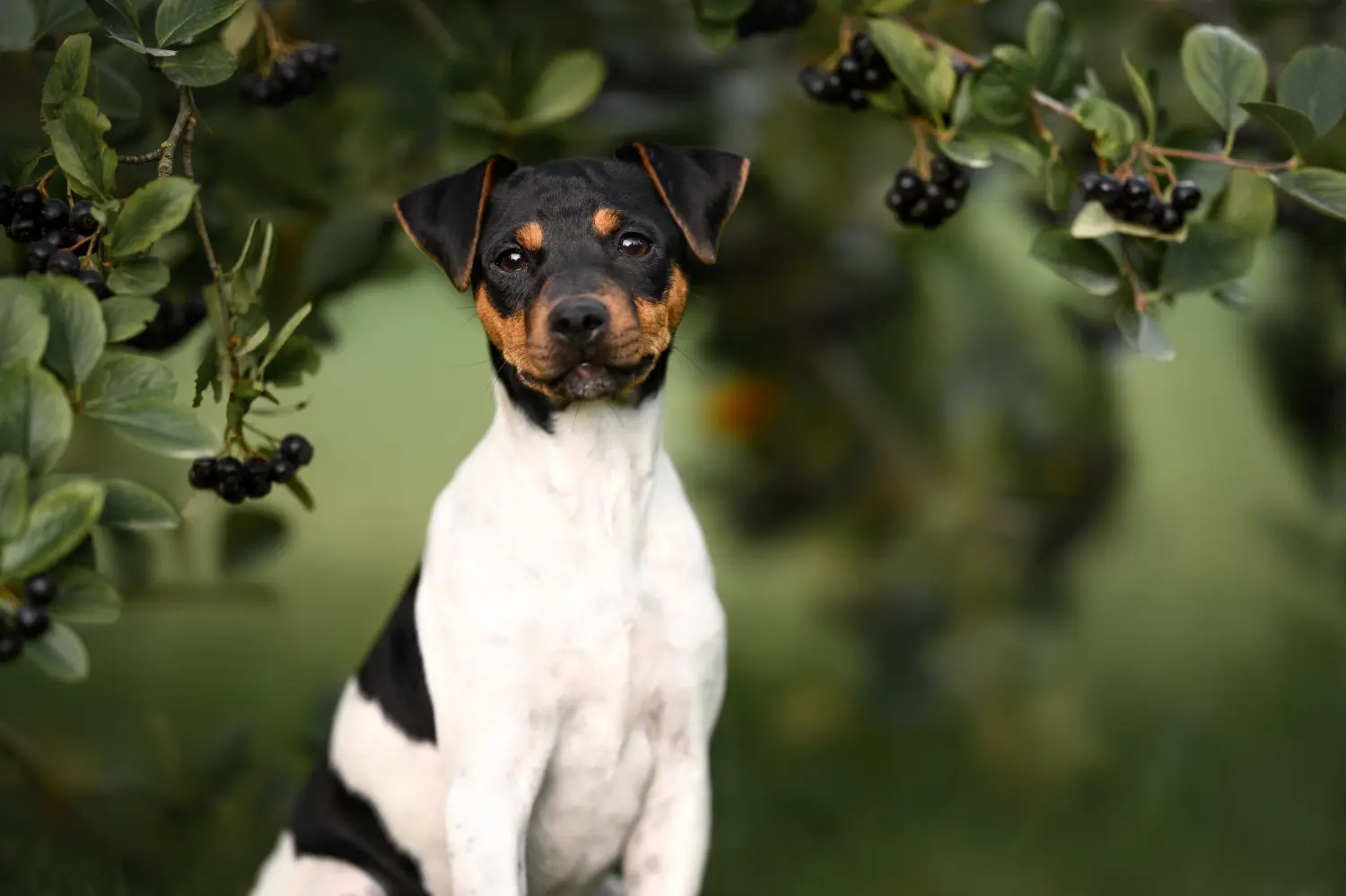 Buying a Brazilian Terrier puppy means taking responsibility! Buy Brazilian Terrier puppies.