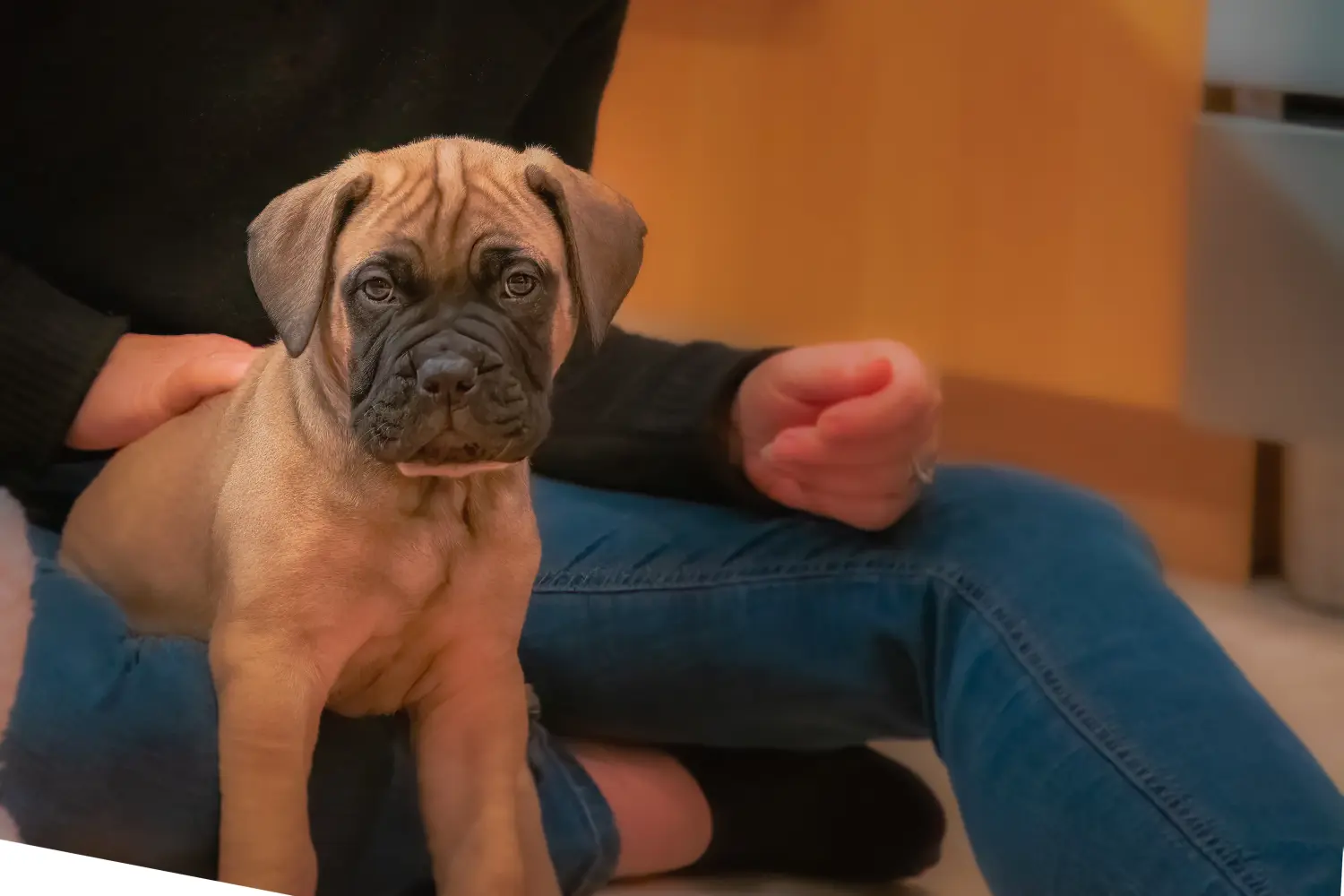 Buying a Bullmastiff puppy means taking responsibility! Buy Bullmastiff puppies.