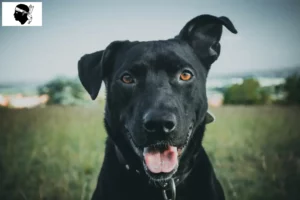 Read more about the article Ca de Bestiar breeders and puppies in Corsica