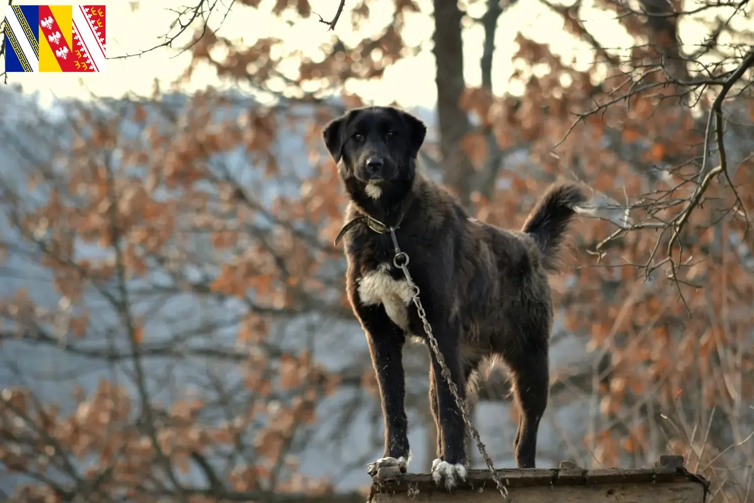 Ca de Bestiar puppies and breeder Grand Est Here you can find Ca de Bestiar's breeders in Grand Est.