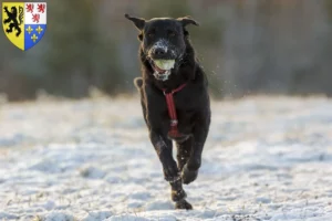 Read more about the article Ca de Bestiar breeders and puppies in Hauts-de-France