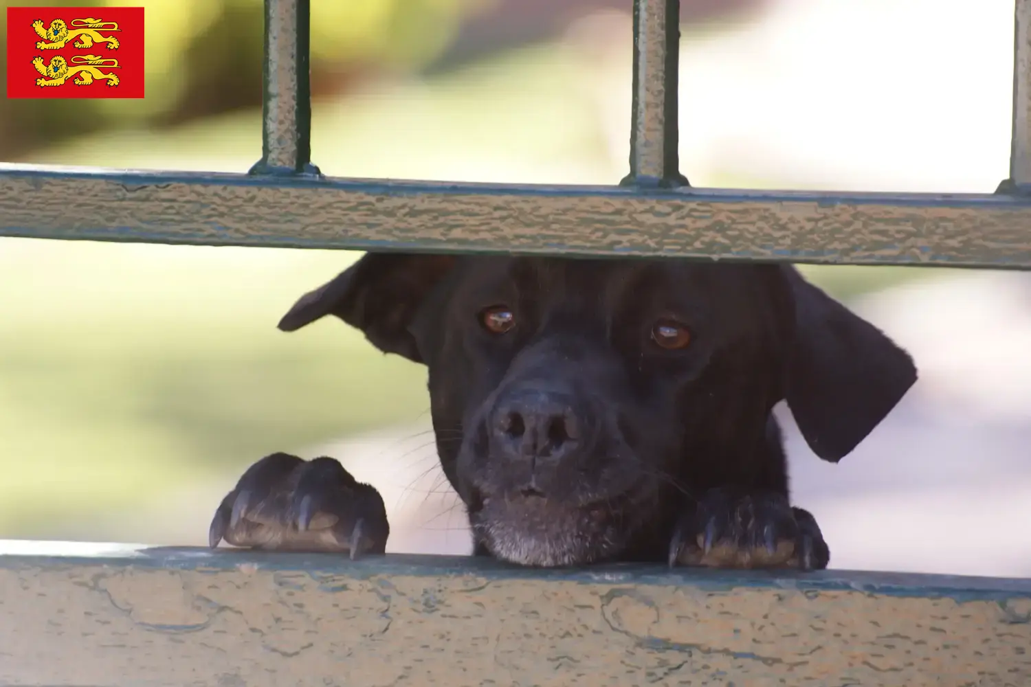 Read more about the article Ca de Bestiar breeders and puppies in Normandy