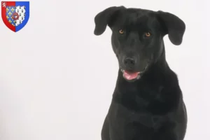 Read more about the article Ca de Bestiar breeders and puppies in Pays de la Loire