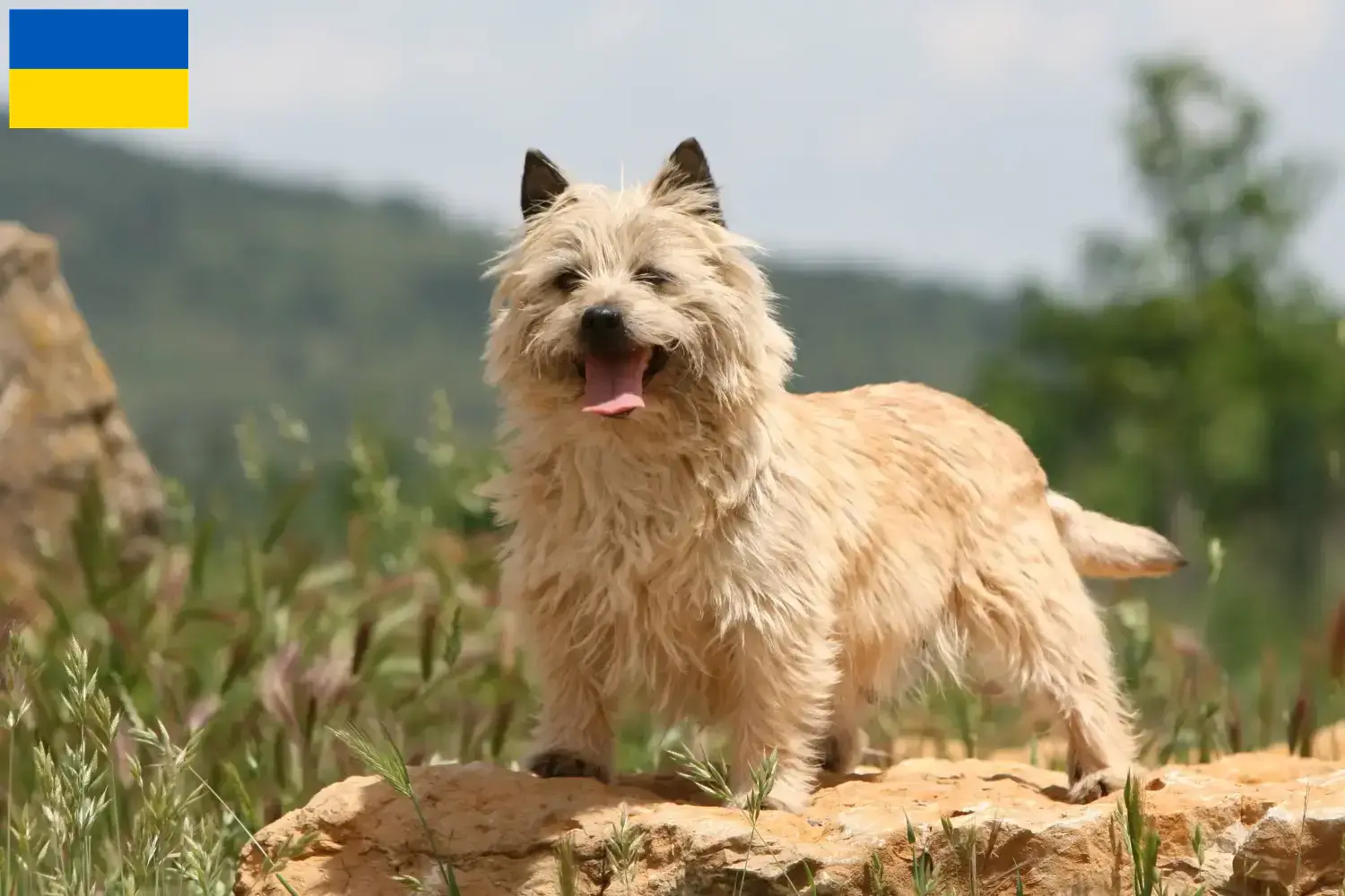 Cairn Terrier puppies and breeders Ukraine Here you can find Cairn Terrier breeders in der Ukraine.