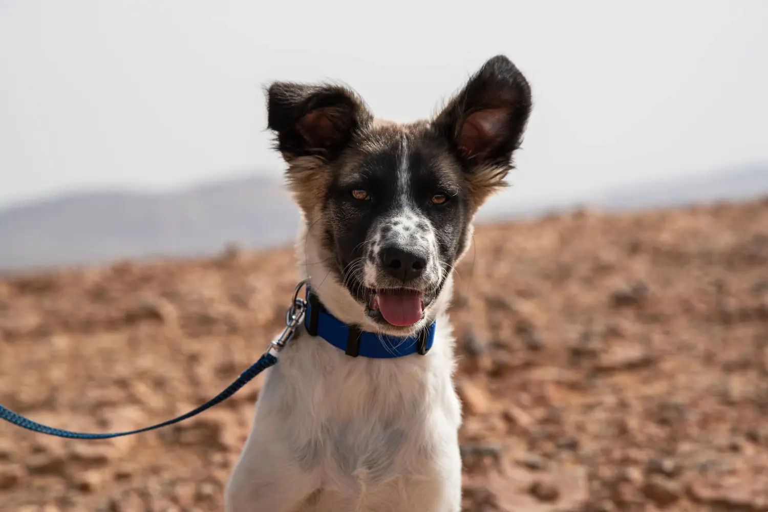 Buying a Canaan Dog puppy means taking responsibility! Buy Canaan Dog puppies.