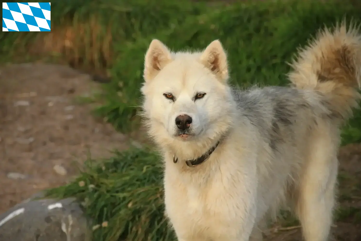 Read more about the article Canadian Eskimo Dog Breeder and Puppies in Bavaria