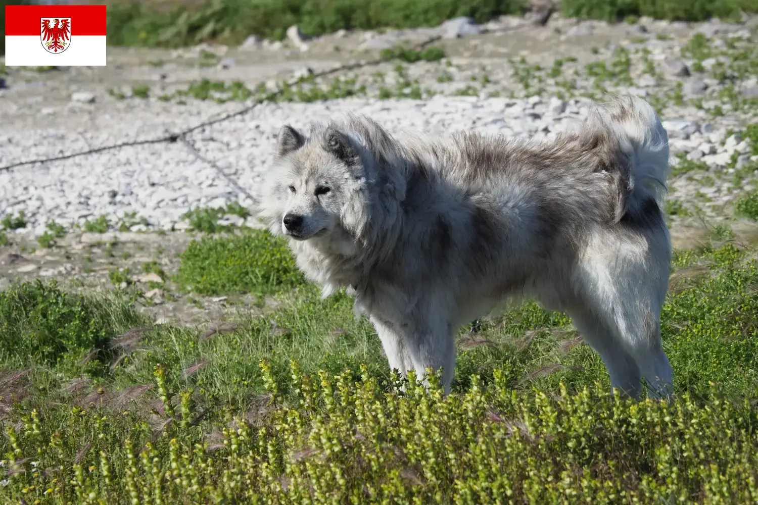 Read more about the article Canadian Eskimo Dog Breeder and Puppies in Brandenburg
