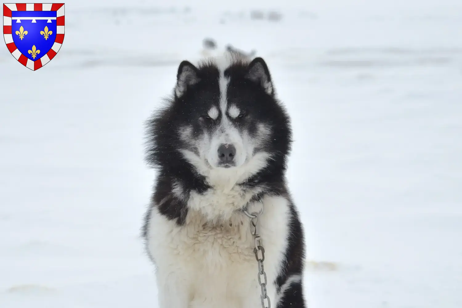 Canadian Eskimo Dog puppies and breeders Centre-Val de Loire Find Canadian Eskimo Dog breeders in Centre-Val de Loire here.