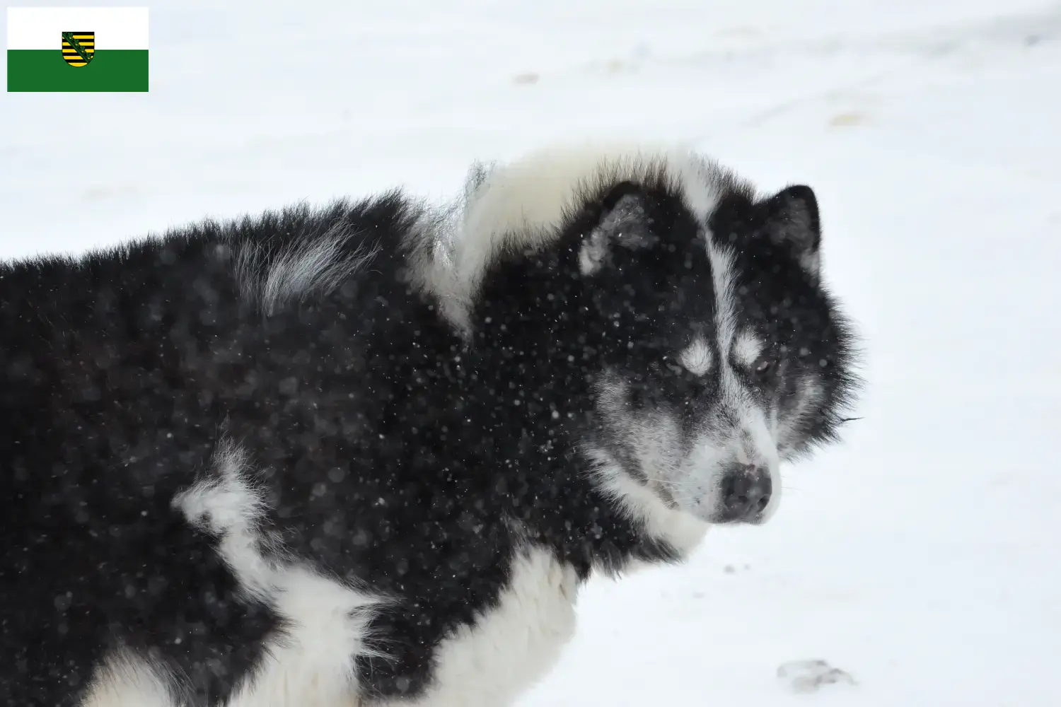 Canadian Eskimo Dog Puppies and Breeder Saxony Here you can find Canadian Eskimo Dog breeders in Saxony.