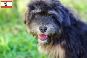 Read more about the article Cão da Serra de Aires breeders and puppies in Berlin