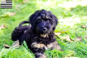 Read more about the article Cão da Serra de Aires breeders and puppies in Brittany