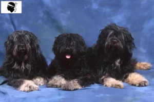 Read more about the article Cão da Serra de Aires breeders and puppies in Corsica