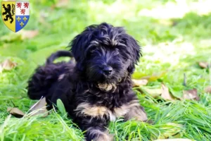 Read more about the article Cão da Serra de Aires breeders and puppies in Hauts-de-France