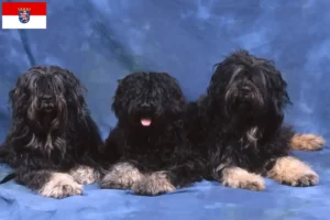 Read more about the article Cão da Serra de Aires breeders and puppies in Hessen