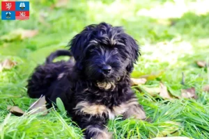 Read more about the article Cão da Serra de Aires breeders and puppies in Carlsbad
