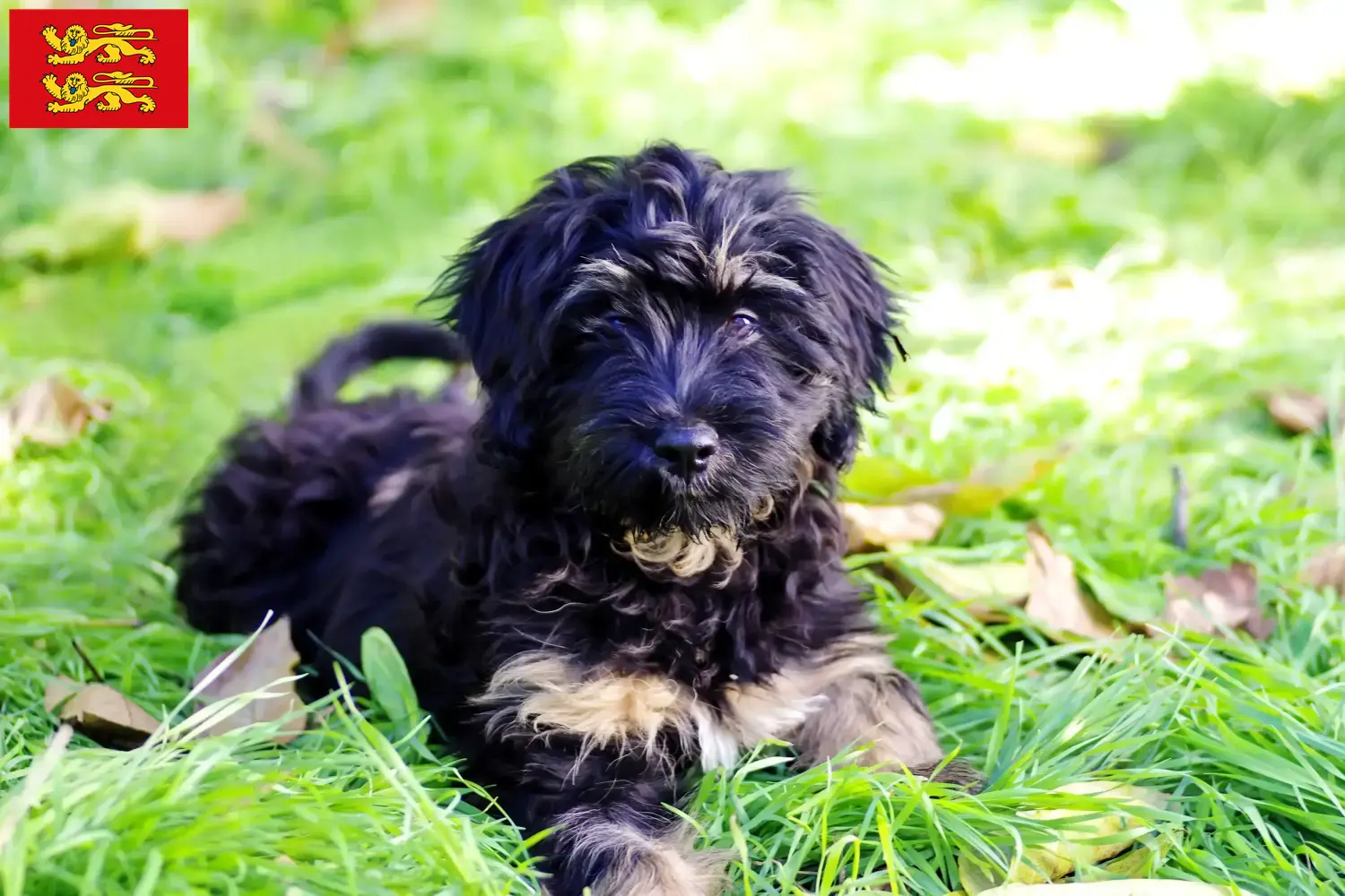 Read more about the article Cão da Serra de Aires breeders and puppies in Normandy