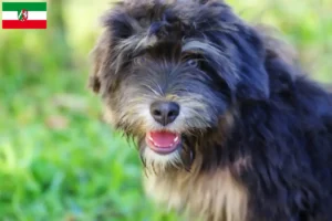 Read more about the article Cão da Serra de Aires breeders and puppies in North Rhine-Westphalia