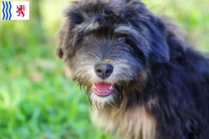 Read more about the article Cão da Serra de Aires breeders and puppies in Nouvelle-Aquitaine