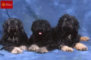 Read more about the article Cão da Serra de Aires breeders and puppies in Occitania