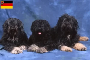 Read more about the article Cão da Serra de Aires breeders and puppies in Rhineland-Palatinate