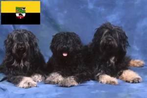 Read more about the article Cão da Serra de Aires breeders and puppies in Saxony-Anhalt