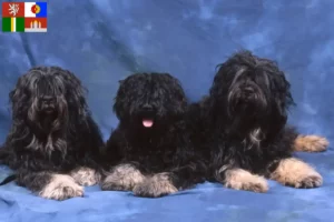 Read more about the article Cão da Serra de Aires breeders and puppies in South Bohemia