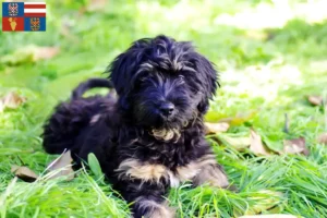 Read more about the article Cão da Serra de Aires breeders and puppies in South Moravia