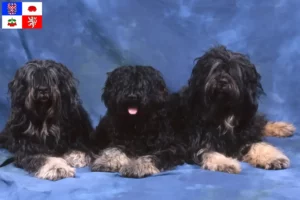 Read more about the article Cão da Serra de Aires breeders and puppies in Vysočina