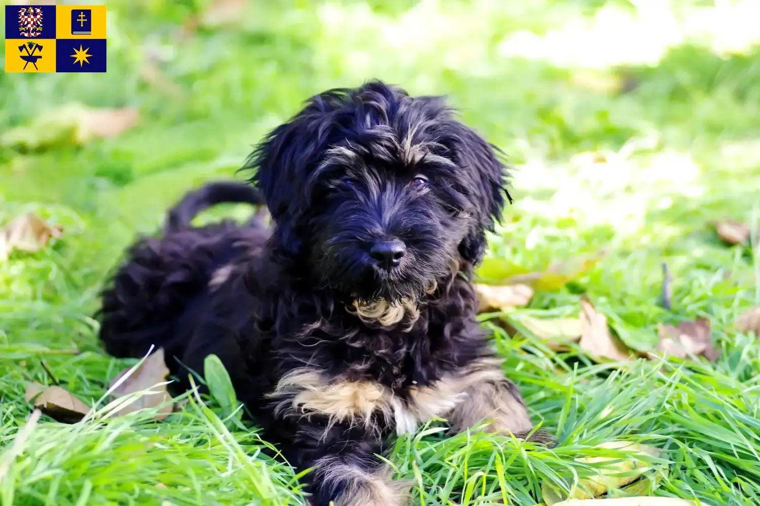 Read more about the article Cão da Serra de Aires breeders and puppies in Zlín