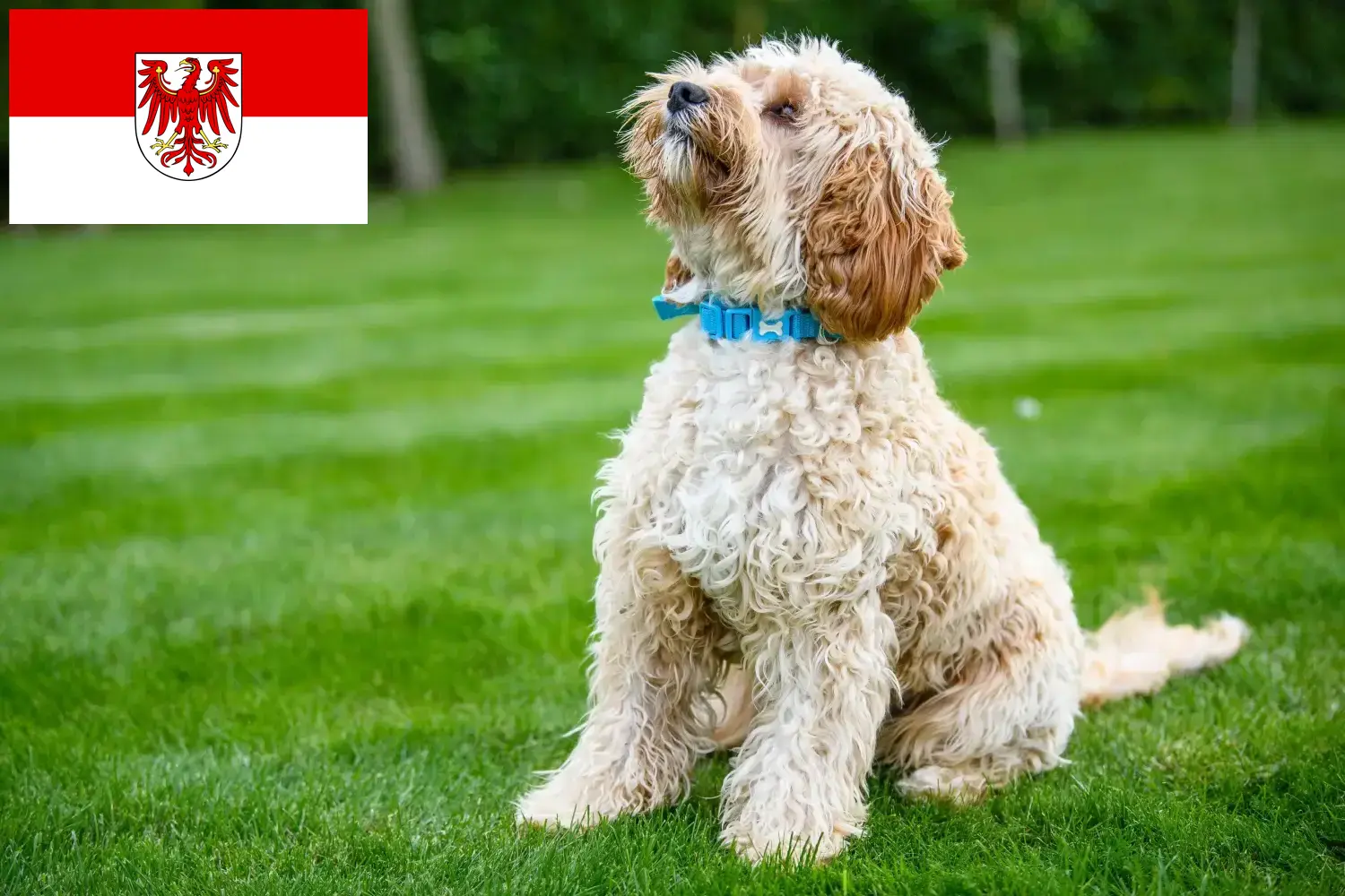 Read more about the article Cockapoo breeders and puppies in Brandenburg