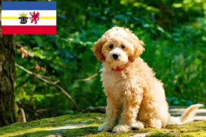 Read more about the article Cockapoo breeders and puppies in Mecklenburg-Vorpommern