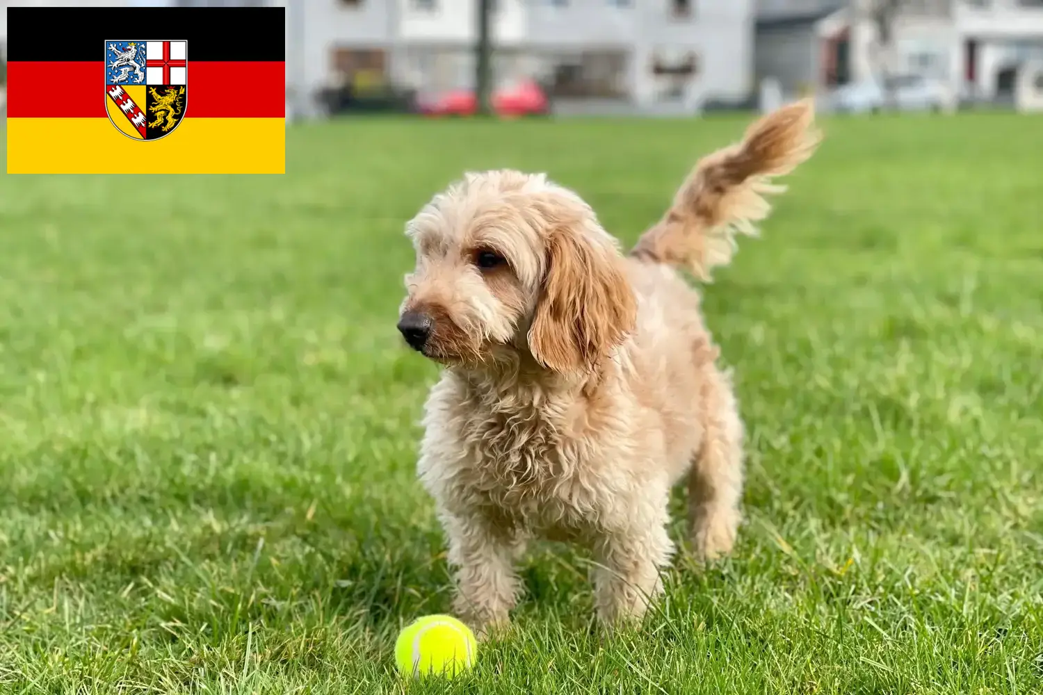 Read more about the article Cockapoo breeders and puppies in Saarland