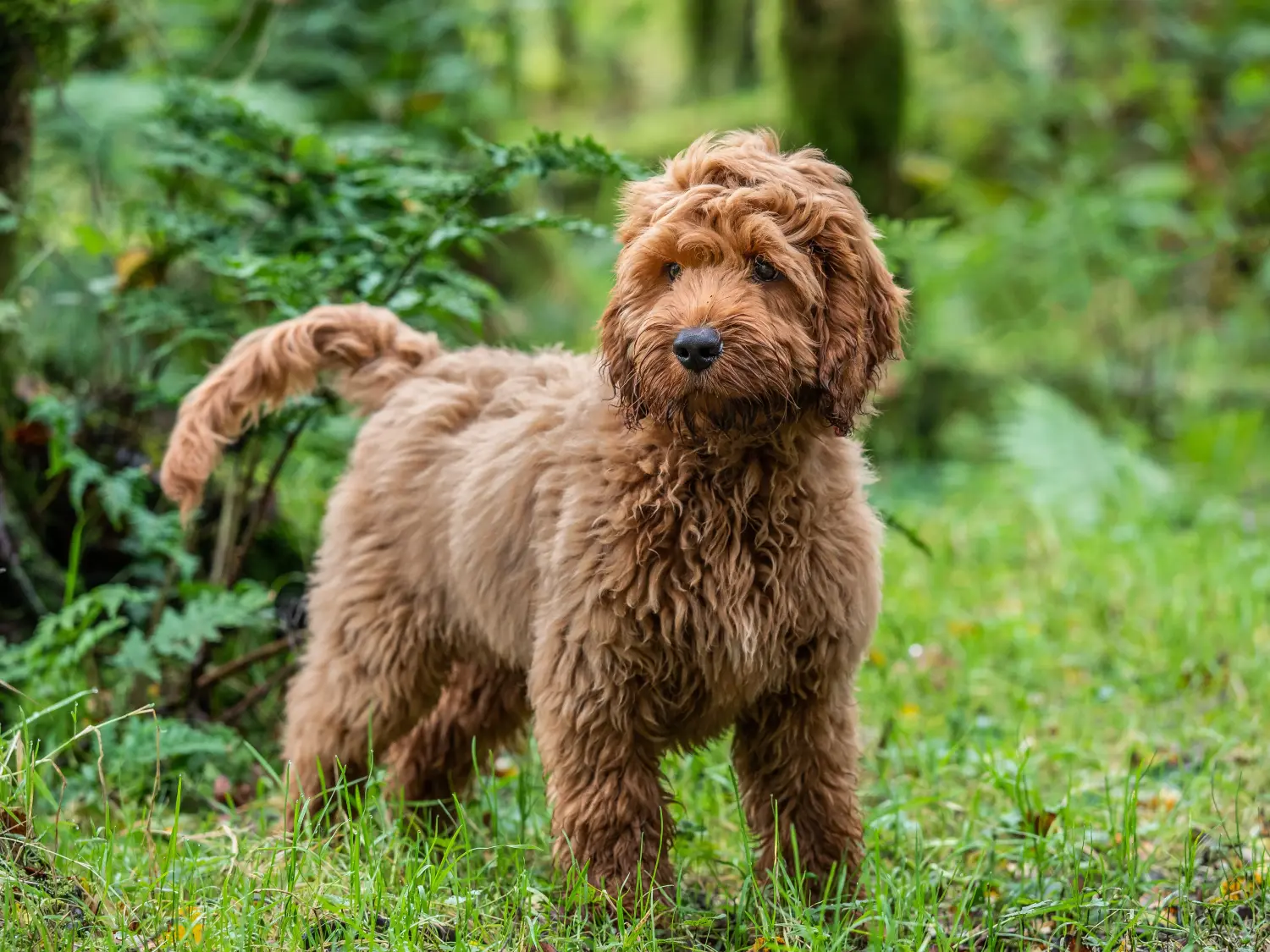 Buying a Cockapoo puppy means taking responsibility! Buy Cockapoo puppies.