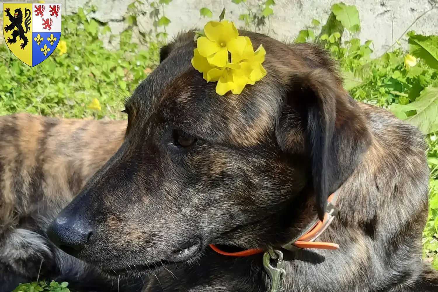 Cursinu puppies and breeders Hauts-de-France Find Cursinus breeders in Hauts-de-France here.