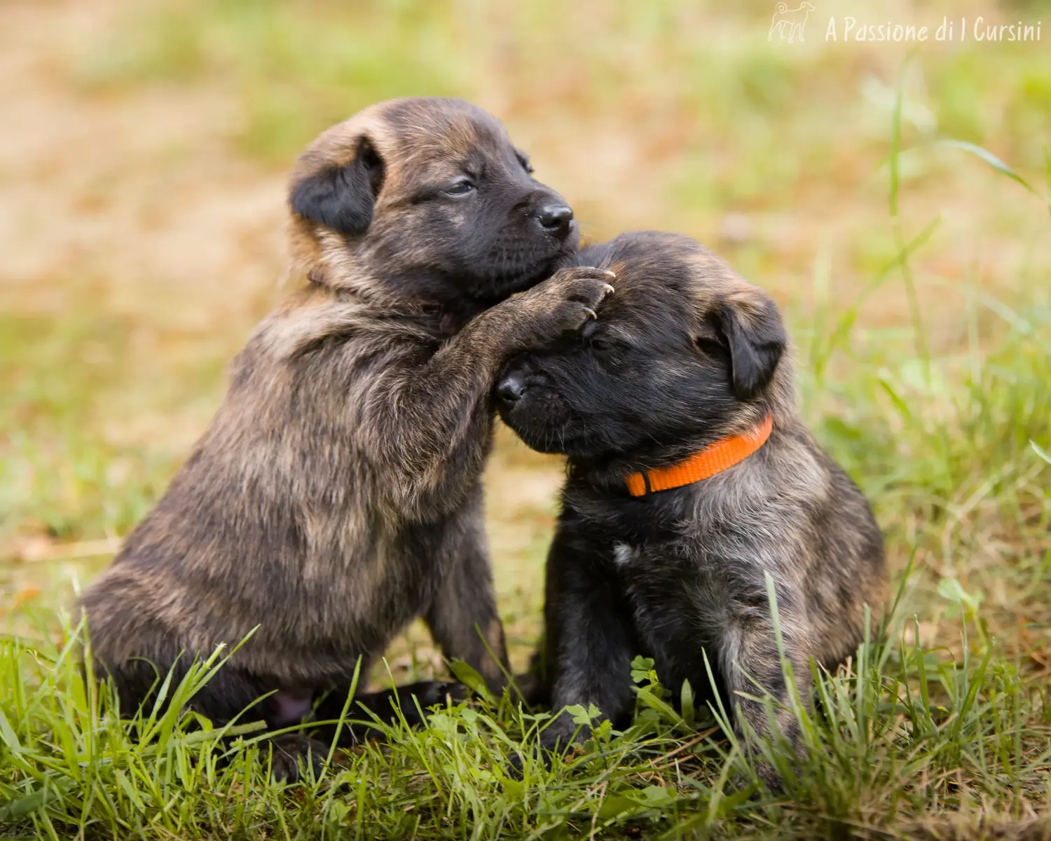 Buying a Cursinu puppy means taking responsibility! Buy Cursinu puppies.
